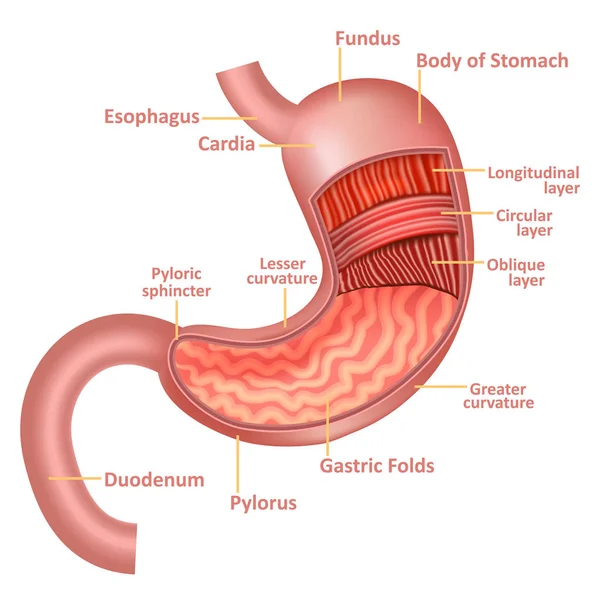逼真细致的3d 胃解剖内脏器官。向量 — 图库矢量图片