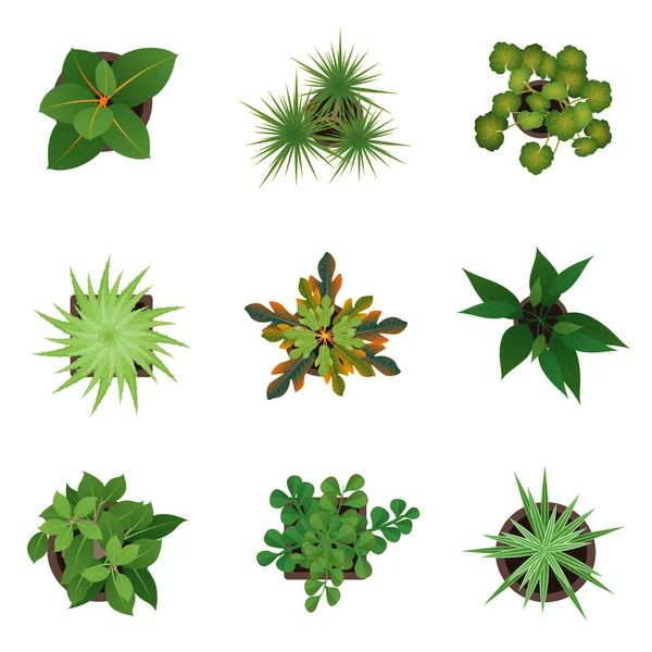 Realista detallada 3d Top View Verde Plantas Set. Vector — Archivo Imágenes Vectoriales