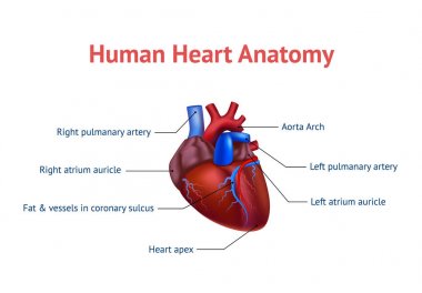 Gerçekçi detaylı 3d insan anatomisi kalp kart Poster. Vektör