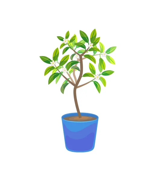 Planta Crescendo Limão Árvore em vaso. Vetor — Vetor de Stock