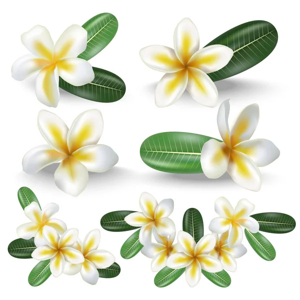 Realistische gedetailleerde 3D-Frangipani bloemen Set. Vector — Stockvector