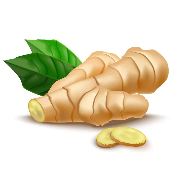 Realistic Detailed 3d Whole Ginger Root and Slices. Vector — Stock Vector