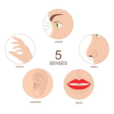 Karikatür İnsan Anatomisi Bilgi Kartı Posterini Algılıyor. Vektör