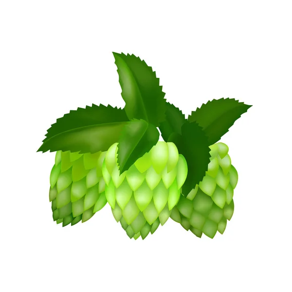Realistic Detailed 3d Green Hop Cones with Leaves. Vector — Stock vektor