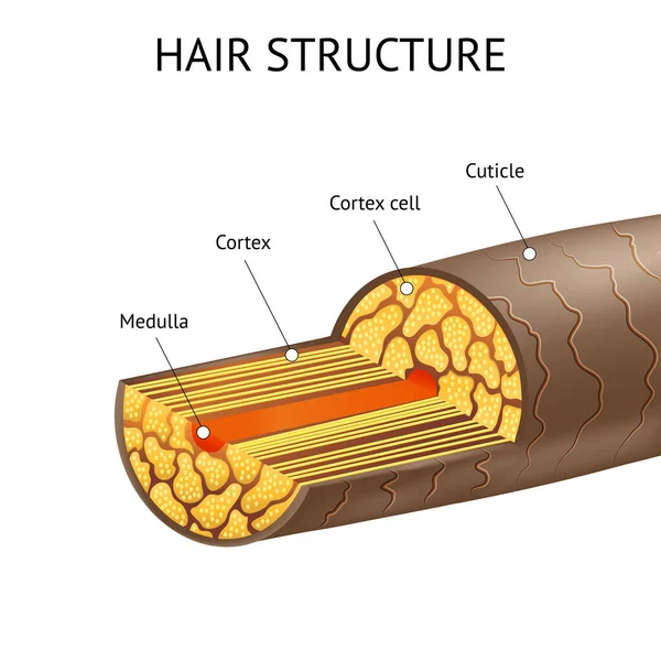 Realistic Detailed 3d Hair Structure Ad Poster Card. Vector — 스톡 벡터