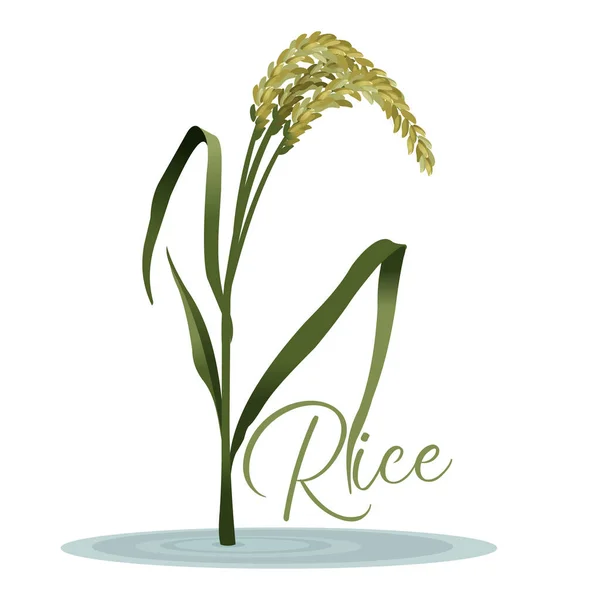 Gerçekçi Detaylı Pirinç Tanesi Fabrikası. Vektör — Stok Vektör