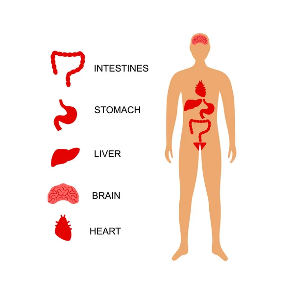 Cartoon Color Character Person und Anatomie-Konzept. Vektor — Stockvektor