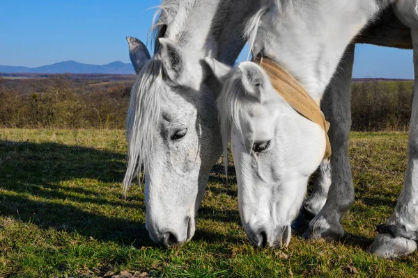 Piękny biały koń, pasące się na łące — Zdjęcie stockowe