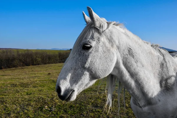 Hermoso caballo blanco pastando en un prado — Foto de Stock