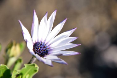  kahverengi bir arka plan üzerinde güzel mor çiçek