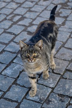 ekose desenli bir arka plan üzerinde güzel çizgili kedi
