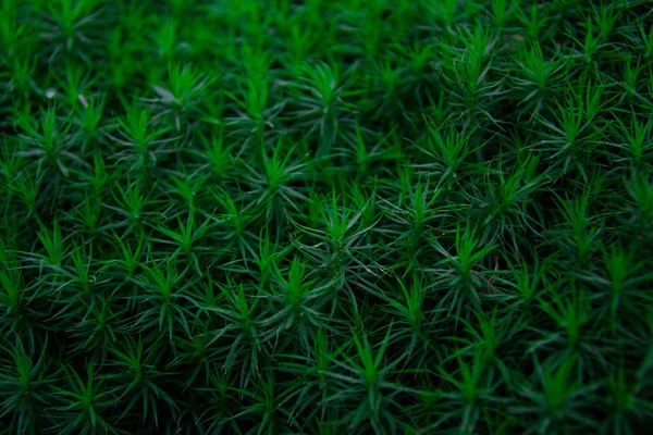 Frisches grünes Moos im herbstlichen Wald — Stockfoto