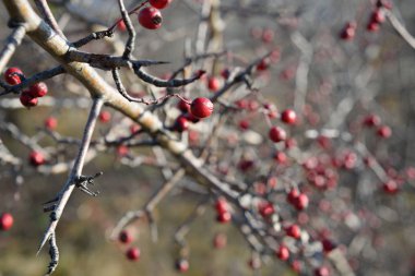 Dikenli dalı sonbahar bir arka plan üzerinde kırmızı meyveler