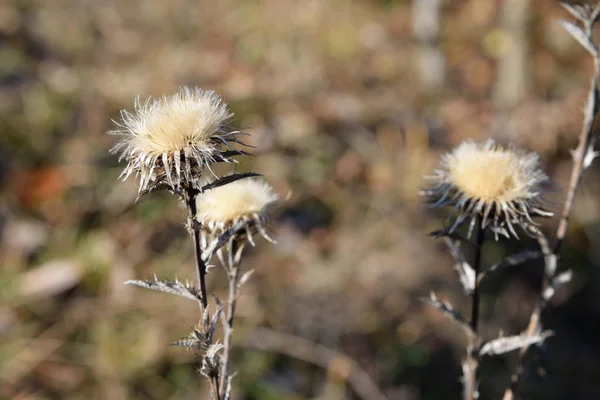 Flor seca em um fundo de outono — Fotografia de Stock