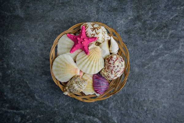 Muscheln und Seesterne vor steinkaltem Hintergrund — Stockfoto