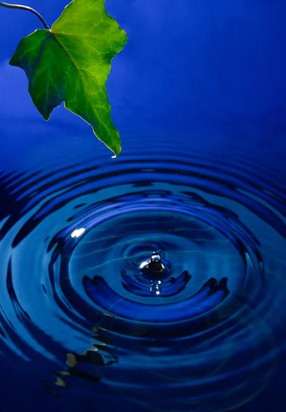 Зеленый лист и падающая с ним капля в воде — стоковое фото