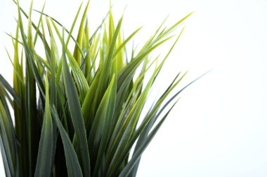 Yapay çiçekler, beyaz arka planda izole edilmiş bir tencerede farklı şekillerde çimenler.