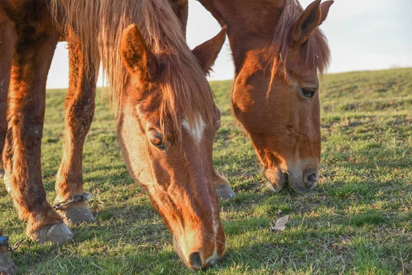 Imagen Cerca Caballo Bahía Roja Pastando Los Pastos Verano — Foto de Stock