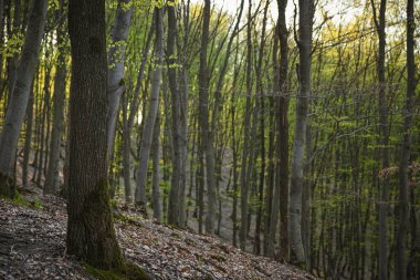 Bahar ormanı gün batımında. Genç yeşil yapraklar.