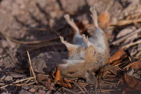 Rato morto numa faixa — Fotografia de Stock