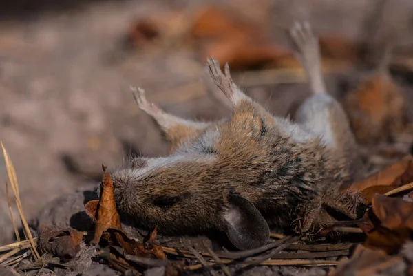 Rato morto numa faixa — Fotografia de Stock