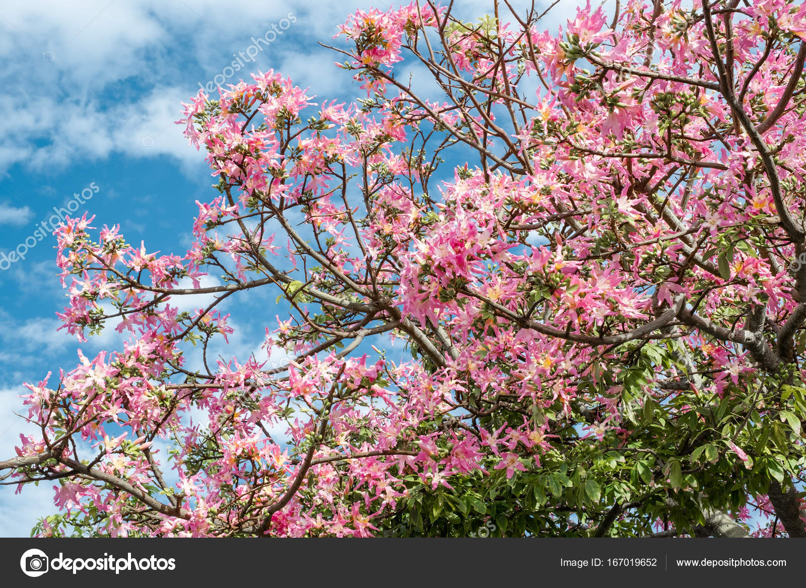 花見写真素材 ロイヤリティフリー花見画像 Depositphotos 花見写真素材 ロイヤリティフリー花見画像 Depositphotos