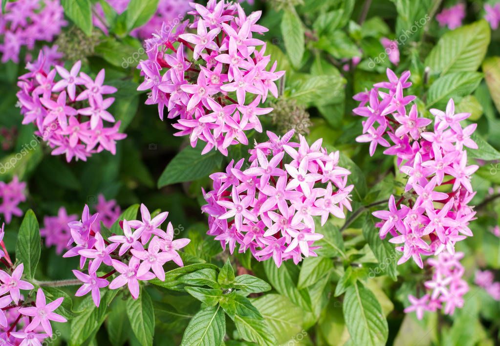 Pink jasmine flowers blooming in Okinawa — Stock Photo © cottafoto