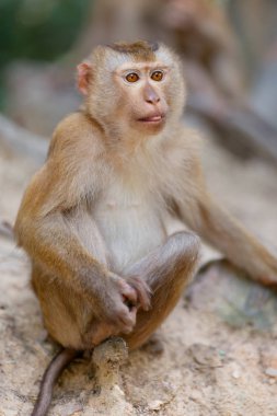 Maymunlar Güney Tayland