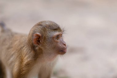 Maymunlar Güney Tayland