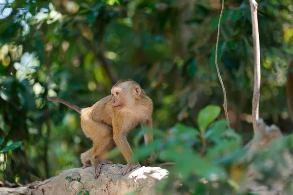 Macacos no sul da Tailândia — Fotografia de Stock