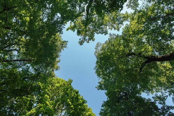 Gröna blad på himlen mitt i hjärtat — Stockfoto