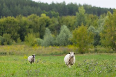 Güneşli alan çim ve bir izlerken yemek koyun