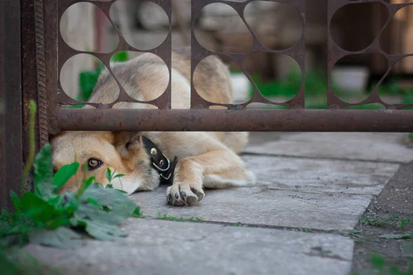 Cão sozinho e abandonado atrás de uma cerca . — Fotografia de Stock