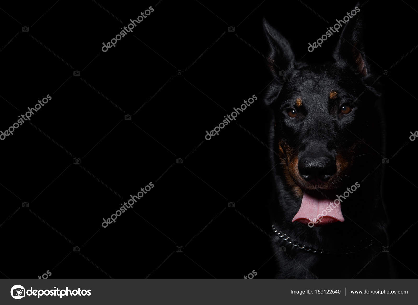 Chien Beauceron Avec La Langue Dehors Fond Noir