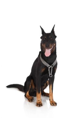 Beauceron köpek, Fransız çoban beyaz arka plan üzerinde