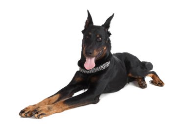 Fransız çoban köpeği beyaz arka plan üzerinde izole
