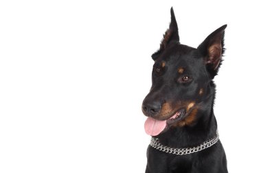 Beauceron dog Head'a dışarı asılı dil ile