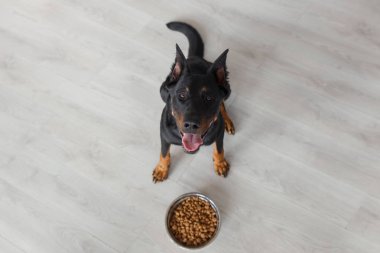 Beauceron köpek soylu, üstten görünüm ile kase karşı