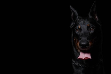 Beauceron köpek dilini çıkarmış, siyah arka plan