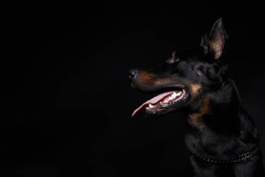 Beauceron dog Head'a dilini çıkarmış, yan görünüm