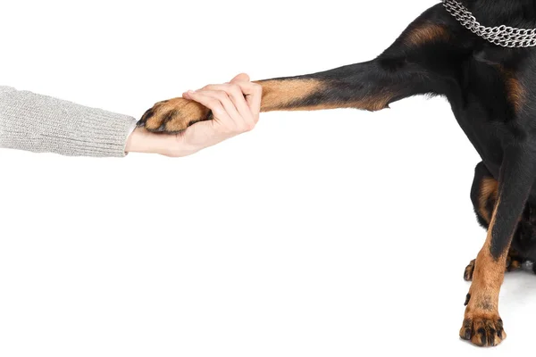 Beauceron cão pata no conceito de amizade mão humana — Fotografia de Stock