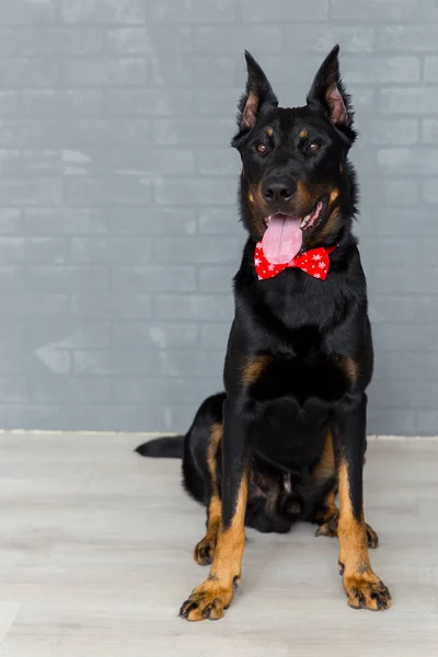 Боксерський собака з червоною сорочкою, милий цуценя — стокове фото