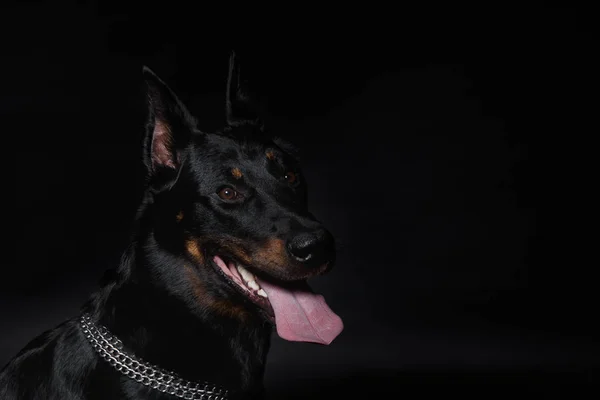 Cabeza de perro pastor francés con lengua colgando — Foto de Stock