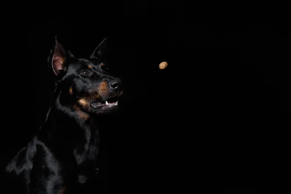 Chien de Beauceron, regardant un morceau de pedigree volant — Photo