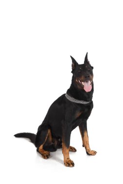 Beauceron köpek, Fransız çoban beyaz arka plan üzerinde