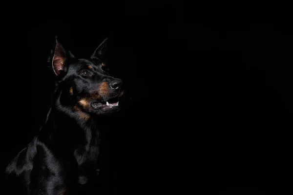 Beauceron pies z języka się czarne tło — Zdjęcie stockowe