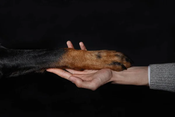 友情、人間の手でフランスの羊飼いの犬足 — ストック写真