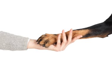 Beauceron köpek pençe insan eli dostluk kavramı