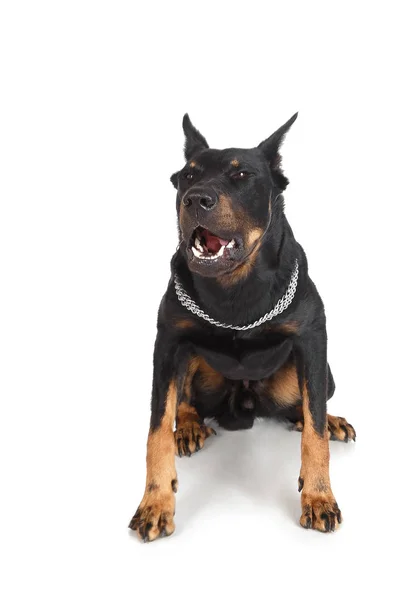 Cão pastor francês mostra sorriso, Beauceron — Fotografia de Stock