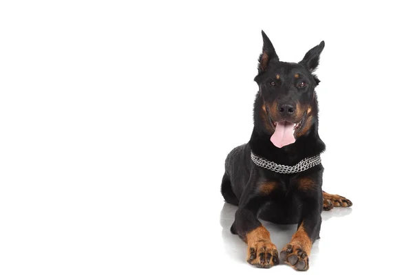 Beauceron cane su sfondo bianco, vista frontale — Foto Stock